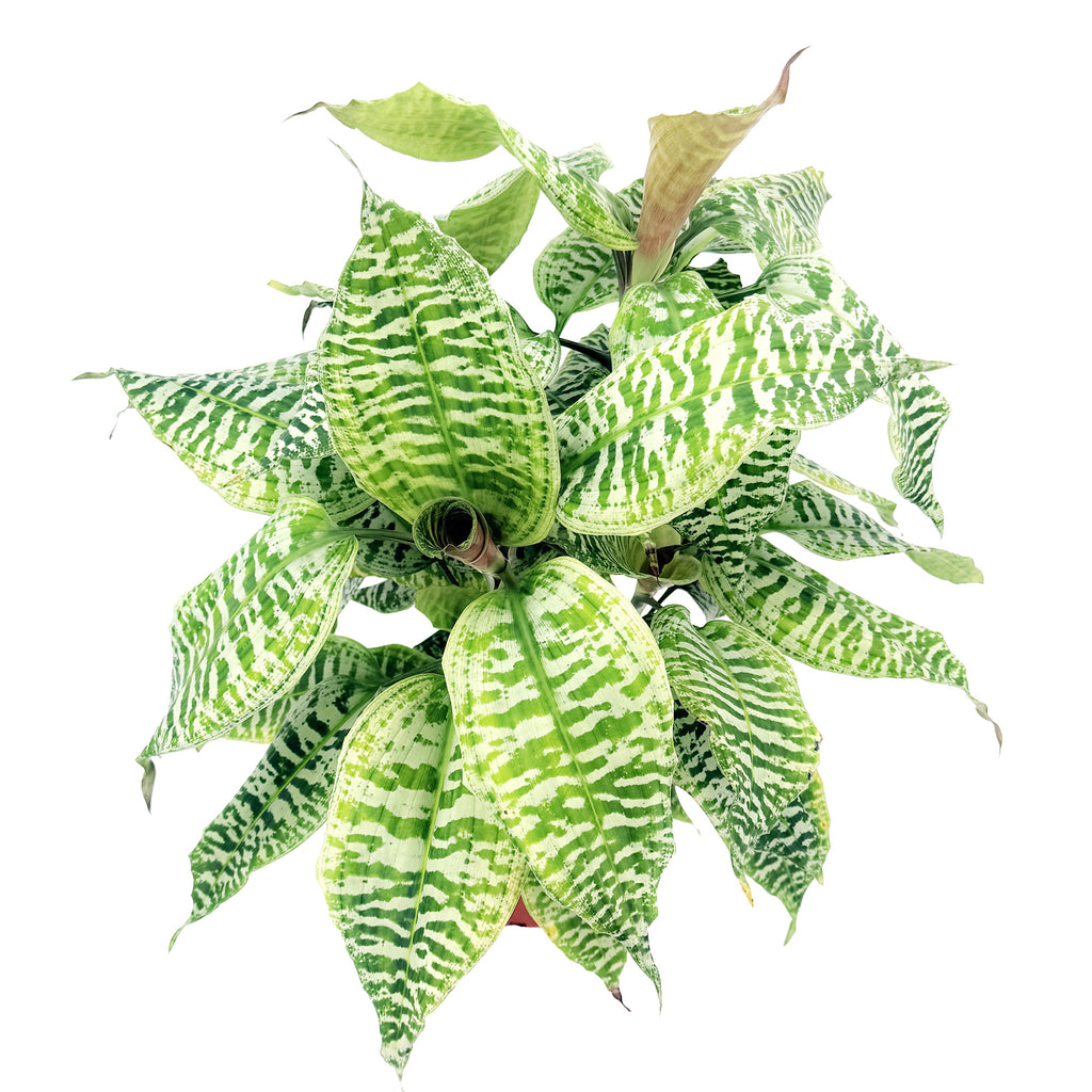 Dracaena goldieana