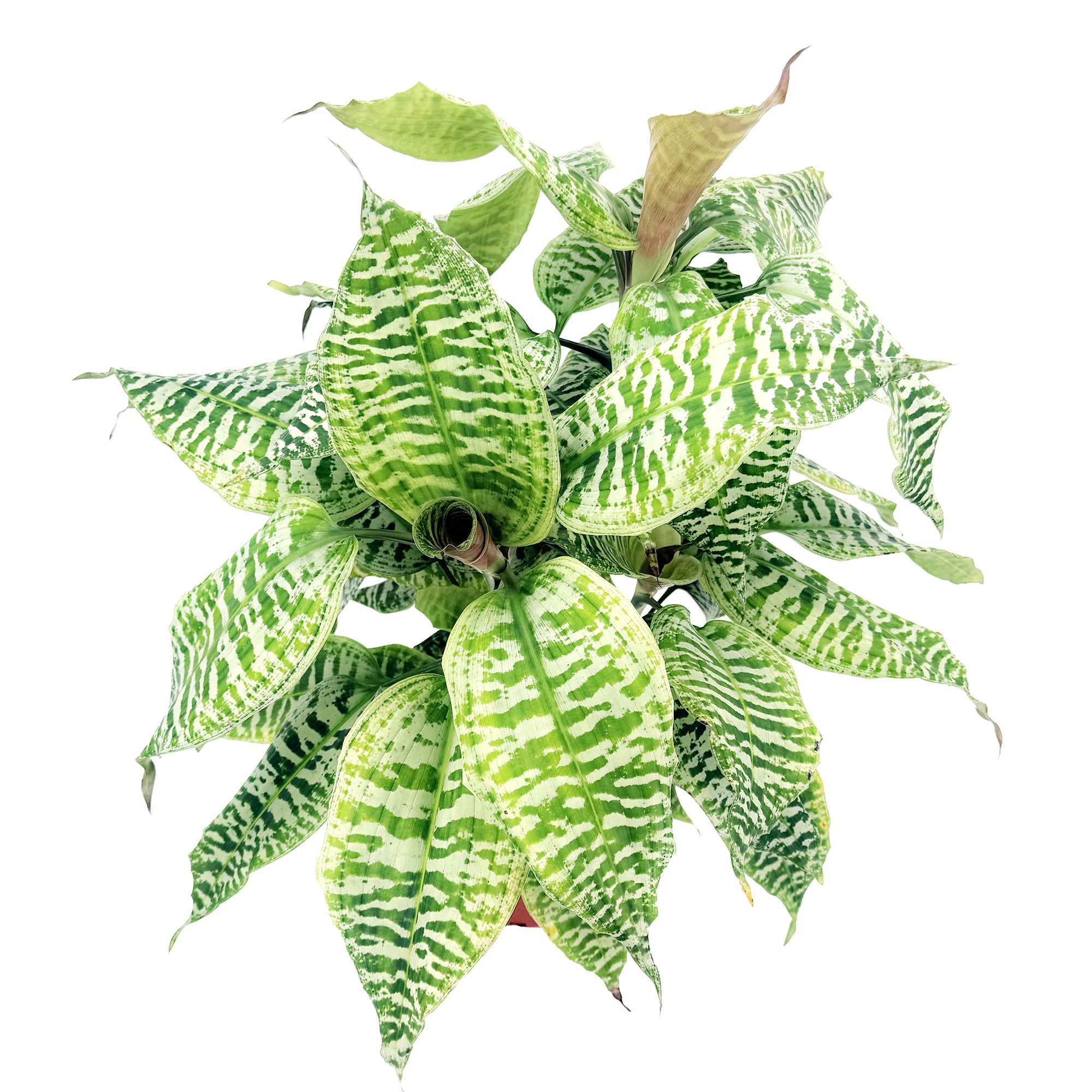Dracaena goldieana
