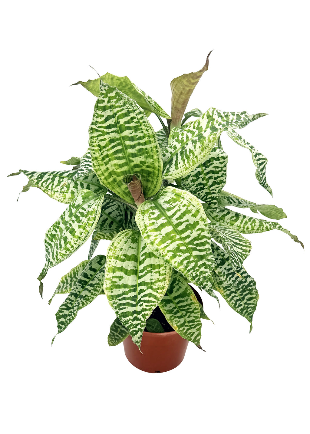Dracaena goldieana