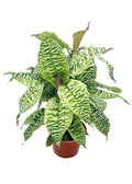 Dracaena goldieana