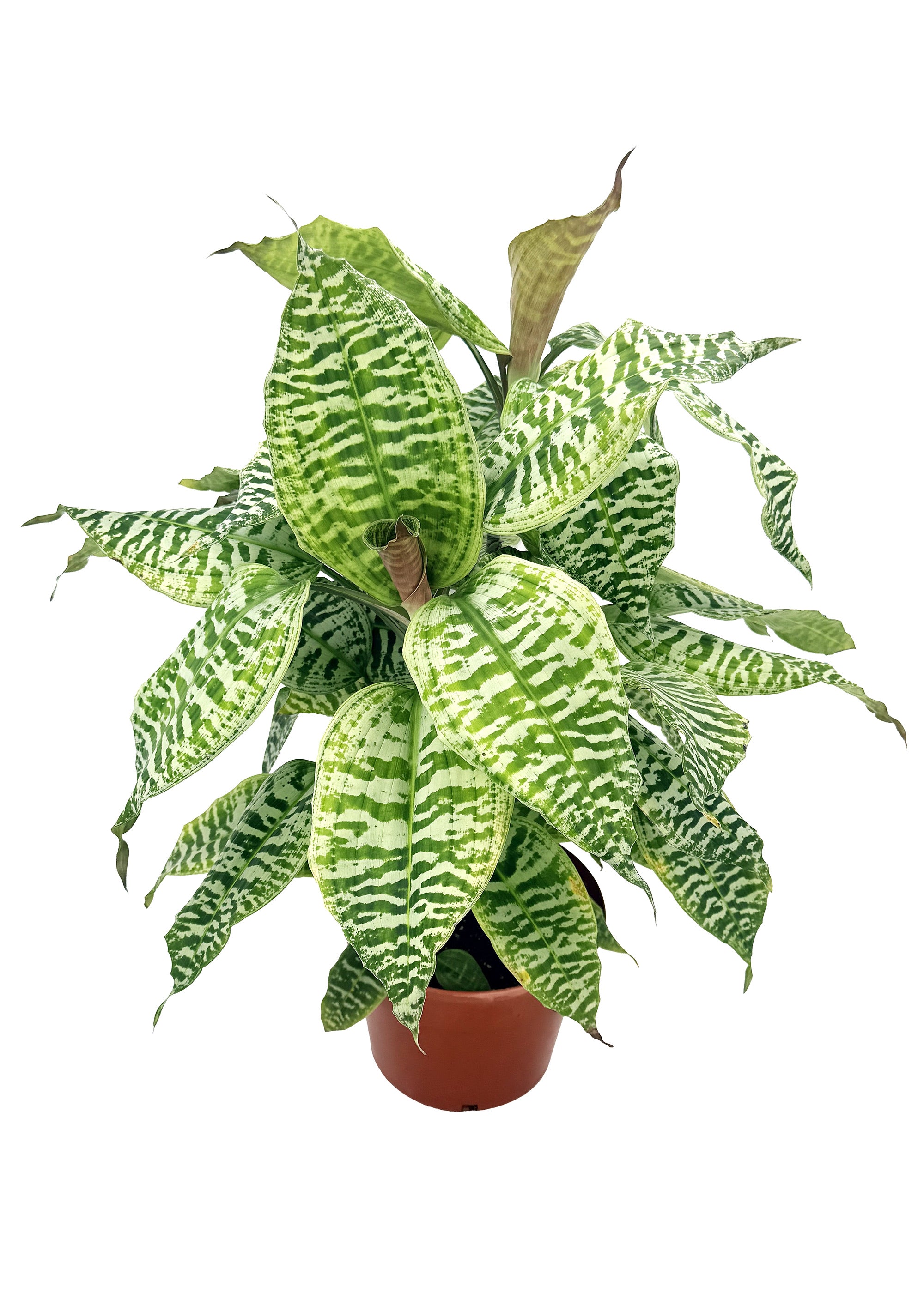 Dracaena goldieana