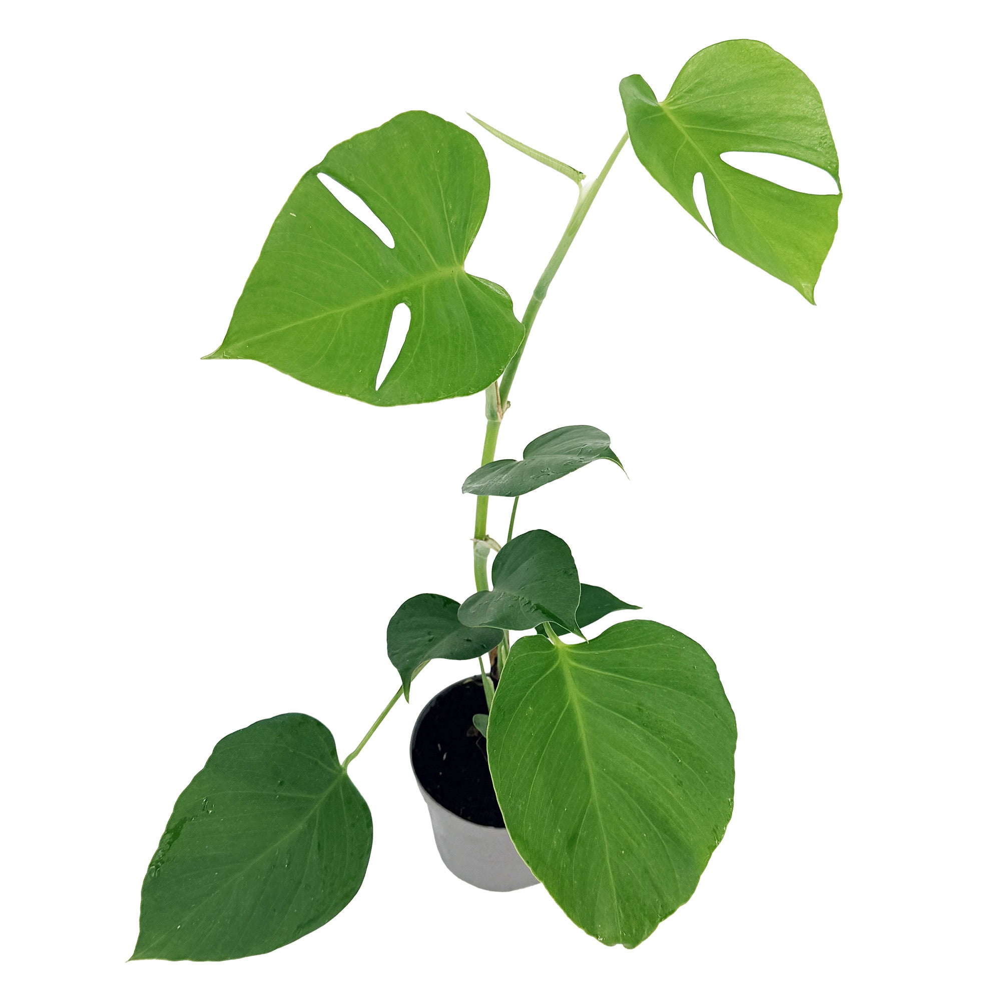 Monstera sierrana