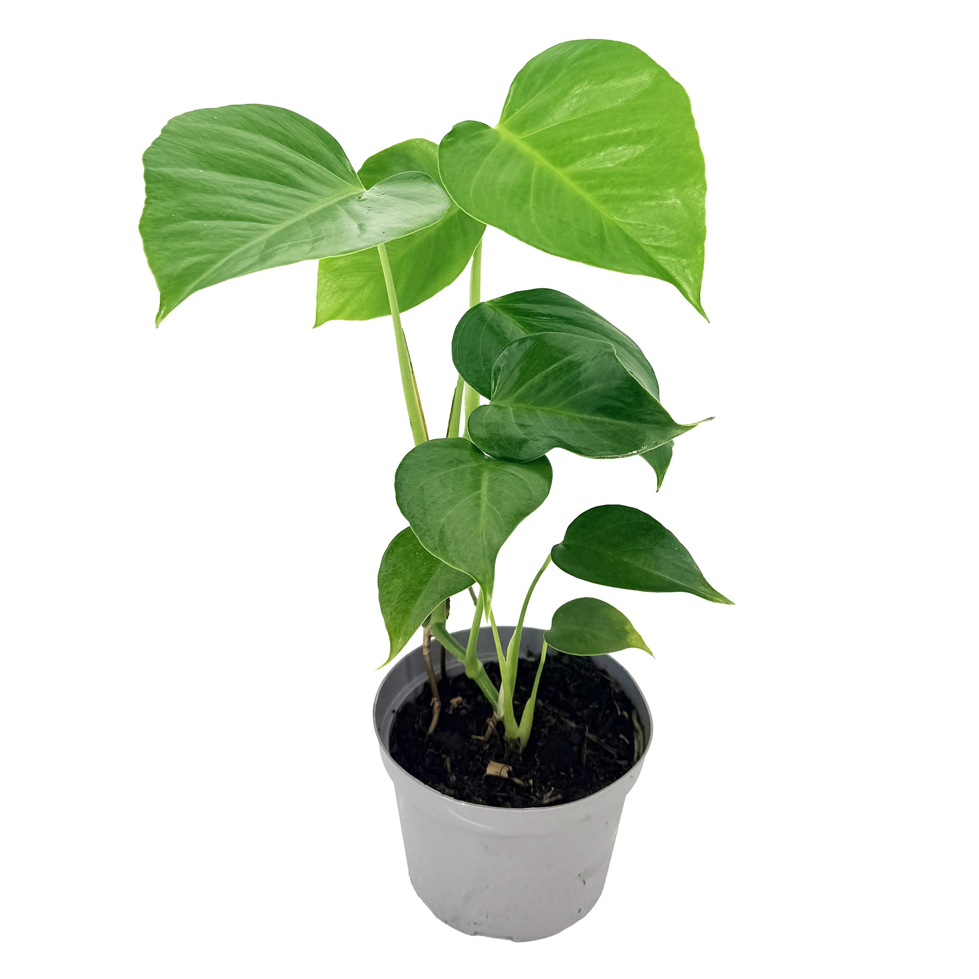 Monstera sierrana