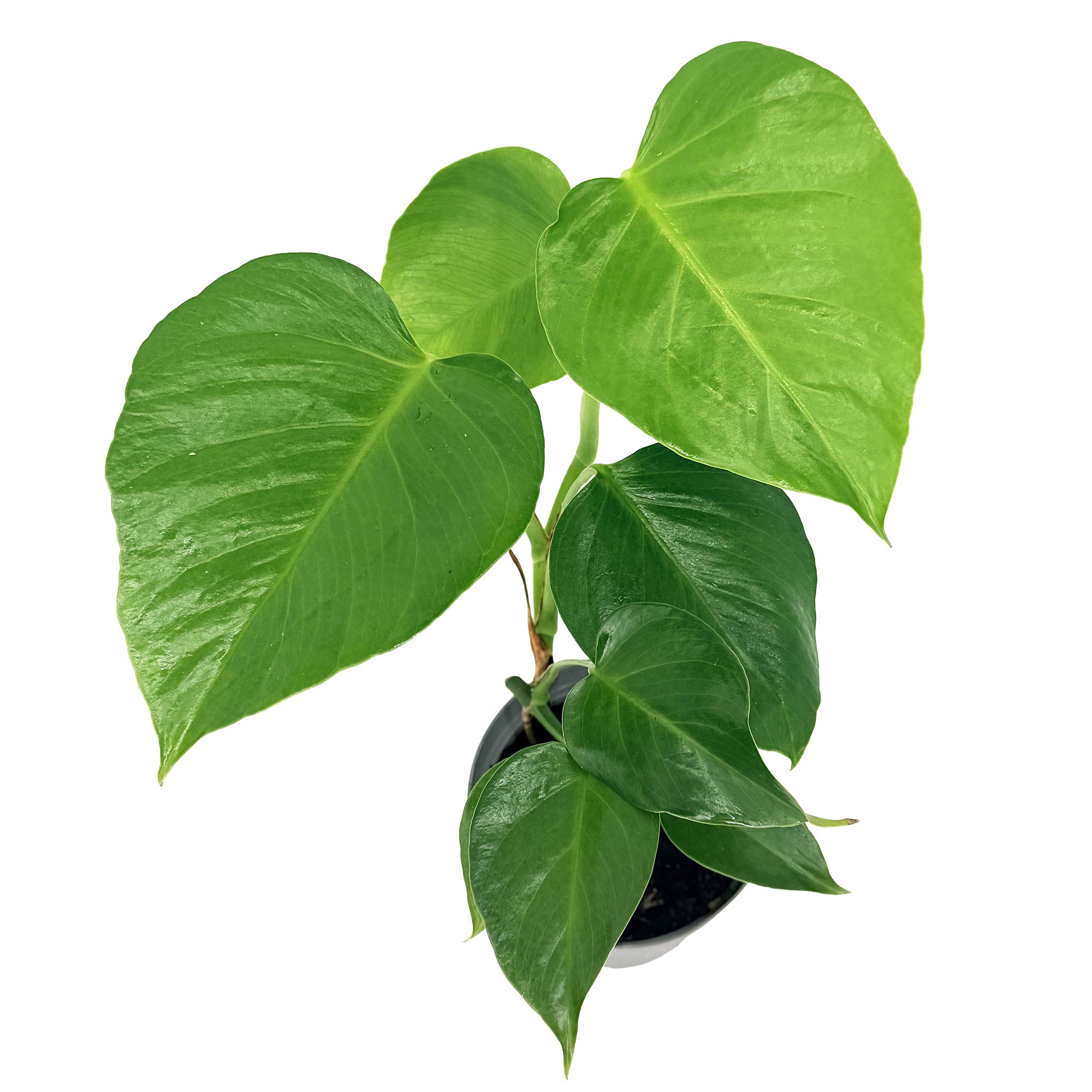 Monstera sierrana