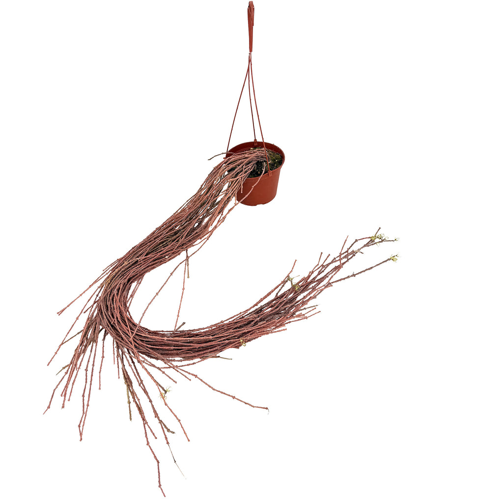 Cynanchum marnierianum 'Bundle of Sticks'