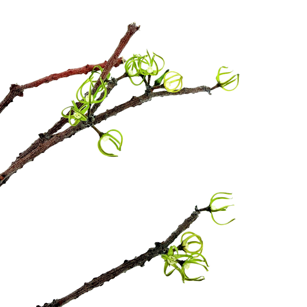 Cynanchum marnierianum 'Bundle of Sticks'