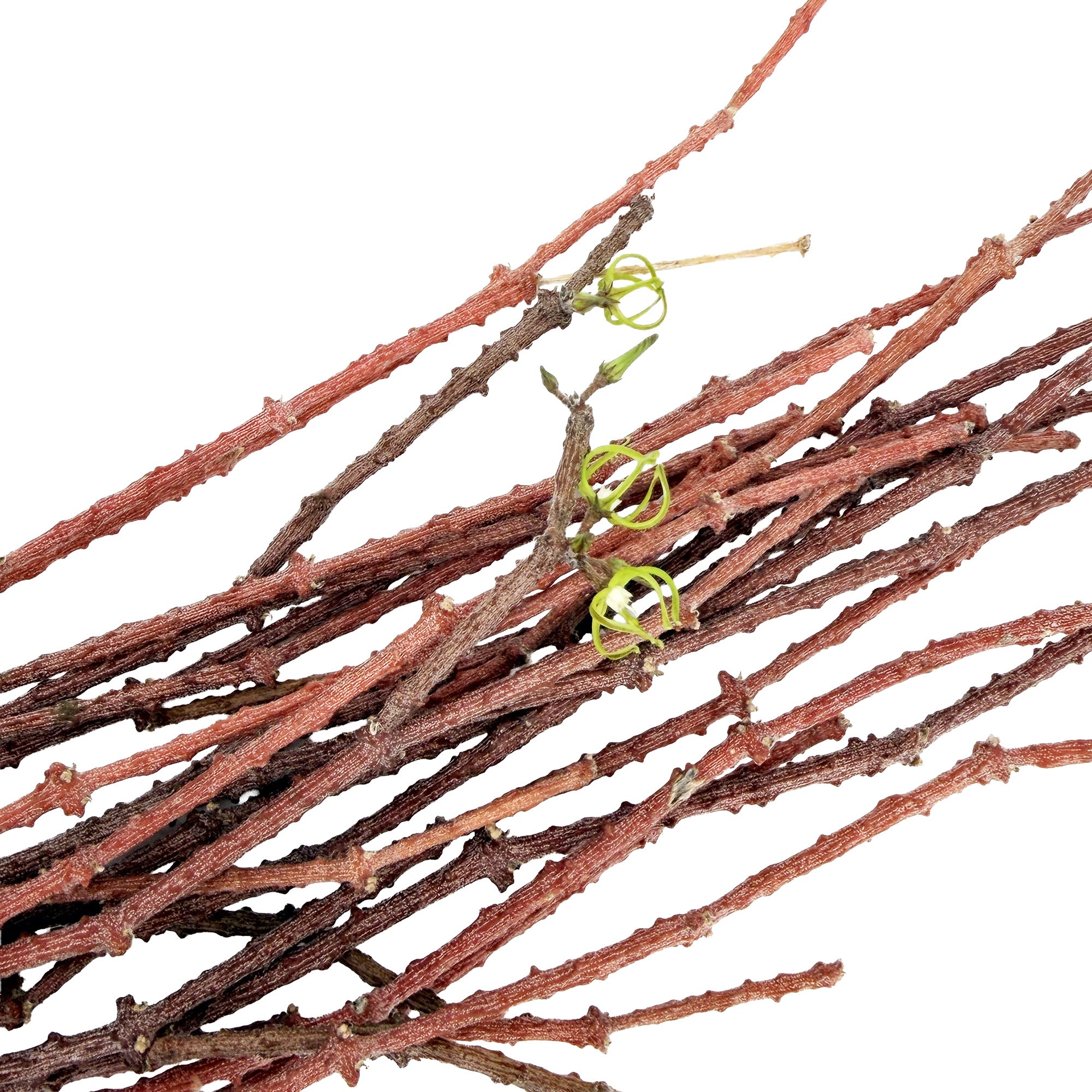 Cynanchum marnierianum 'Bundle of Sticks'
