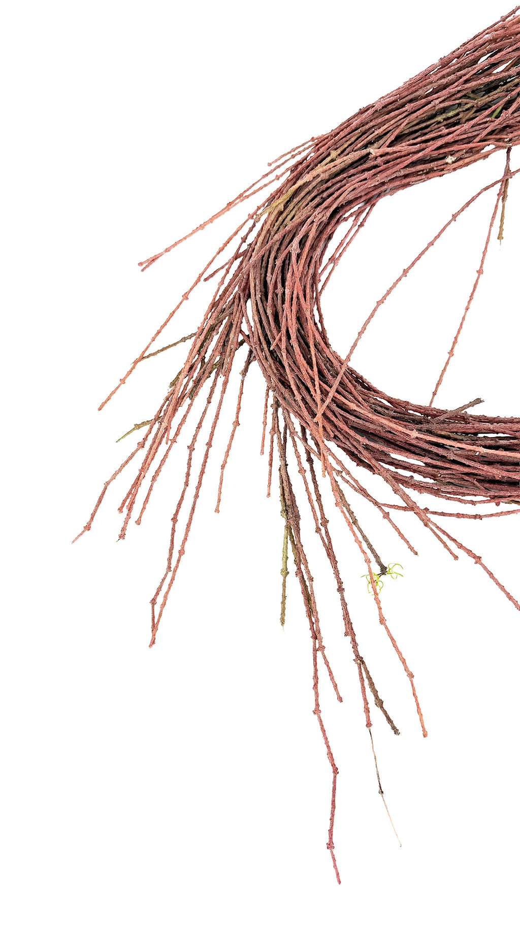 Cynanchum marnierianum 'Bundle of Sticks'