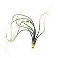 Tillandsia butzii