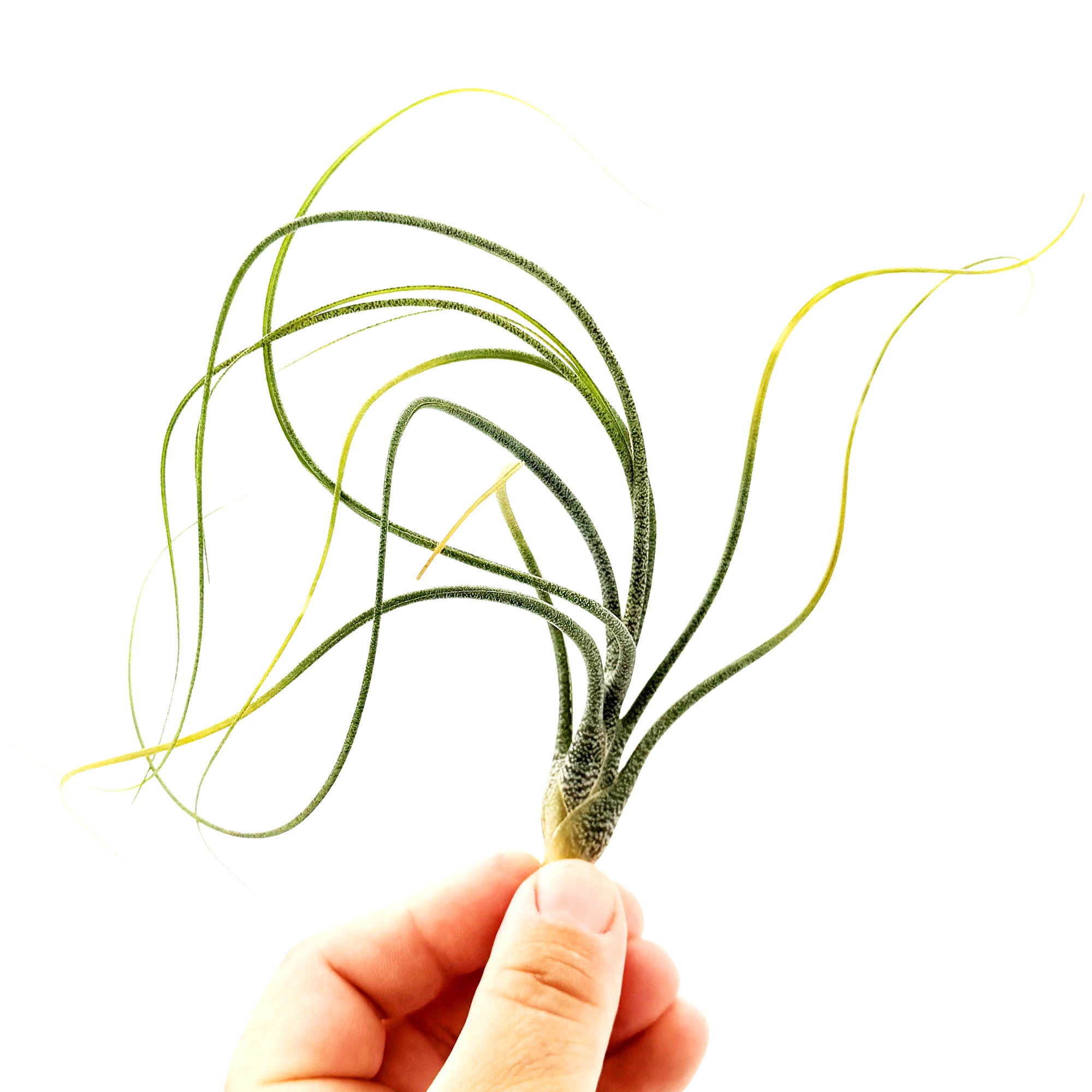 Tillandsia butzii