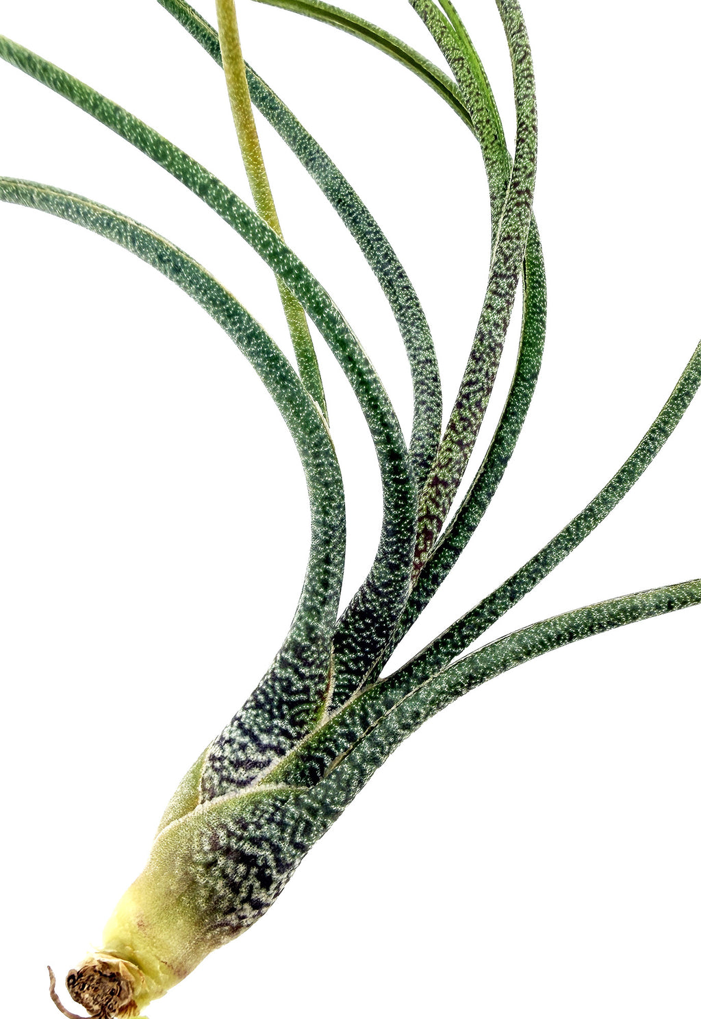 Tillandsia butzii