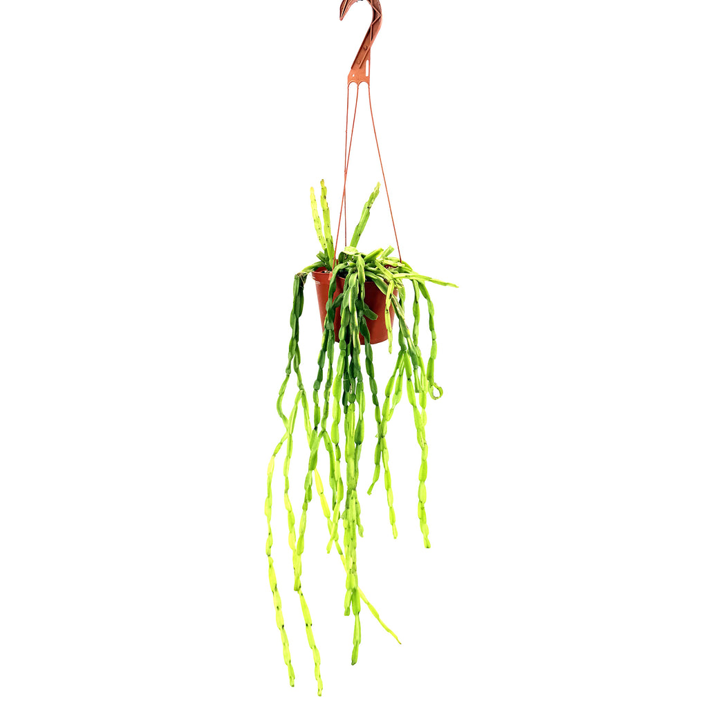 Rhipsalis paradoxa 'Chain Cactus'