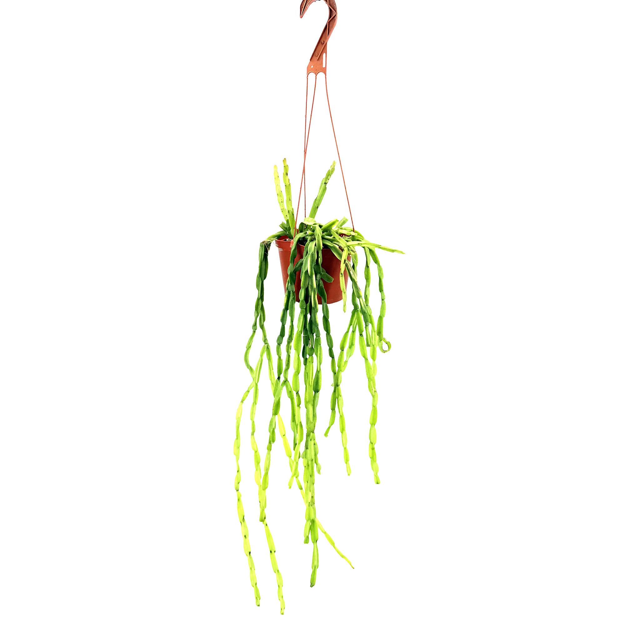 Rhipsalis paradoxa 'Chain Cactus'