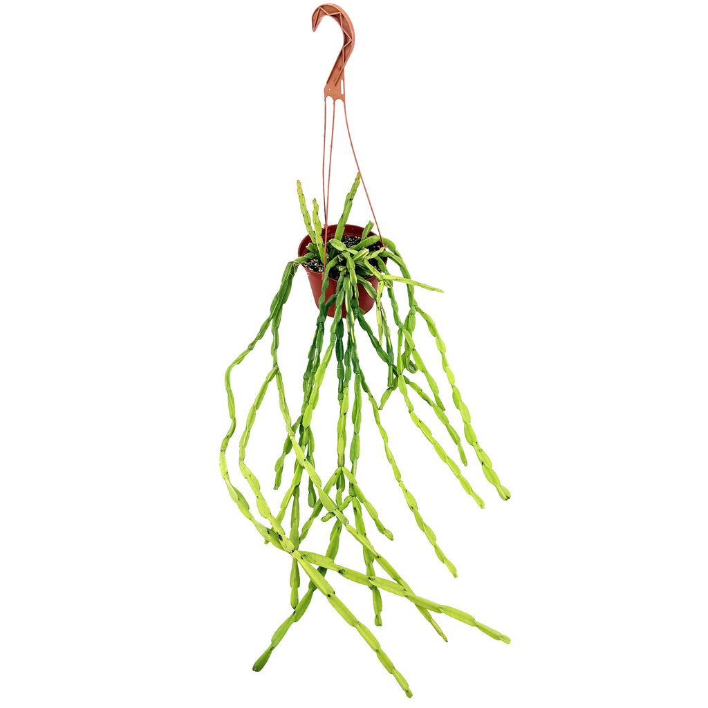 Rhipsalis paradoxa 'Chain Cactus'