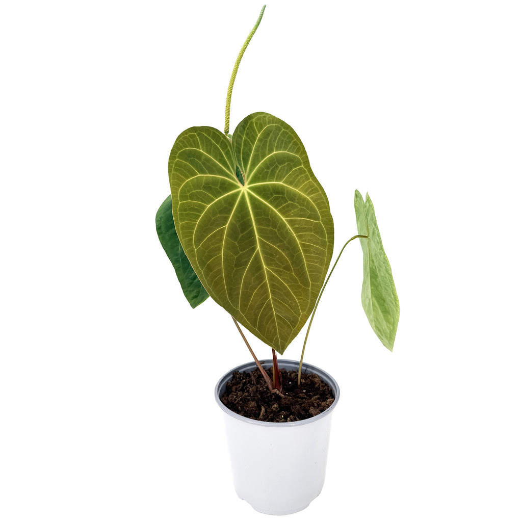 Anthurium 'Dark Phoenix'