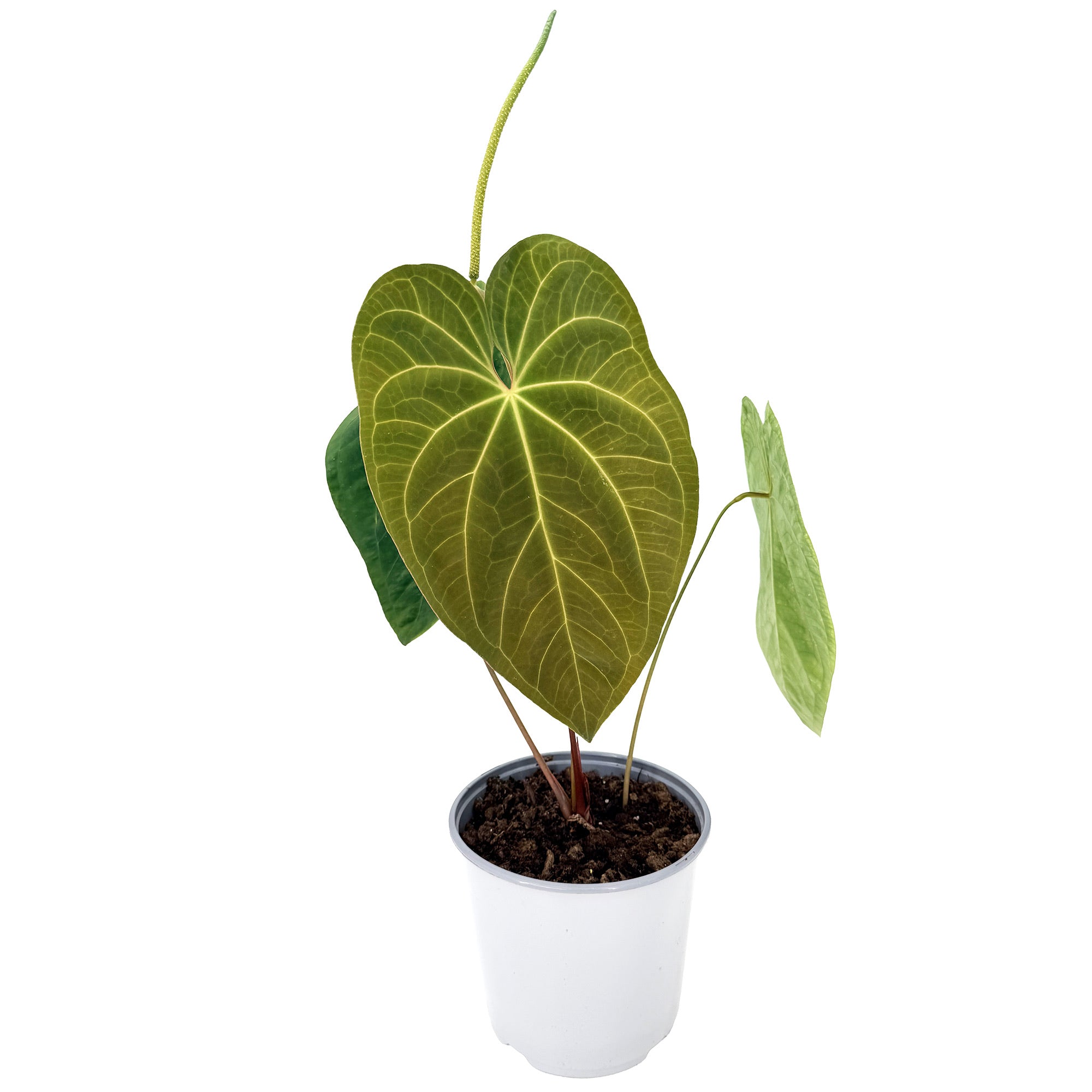 Anthurium 'Dark Phoenix'