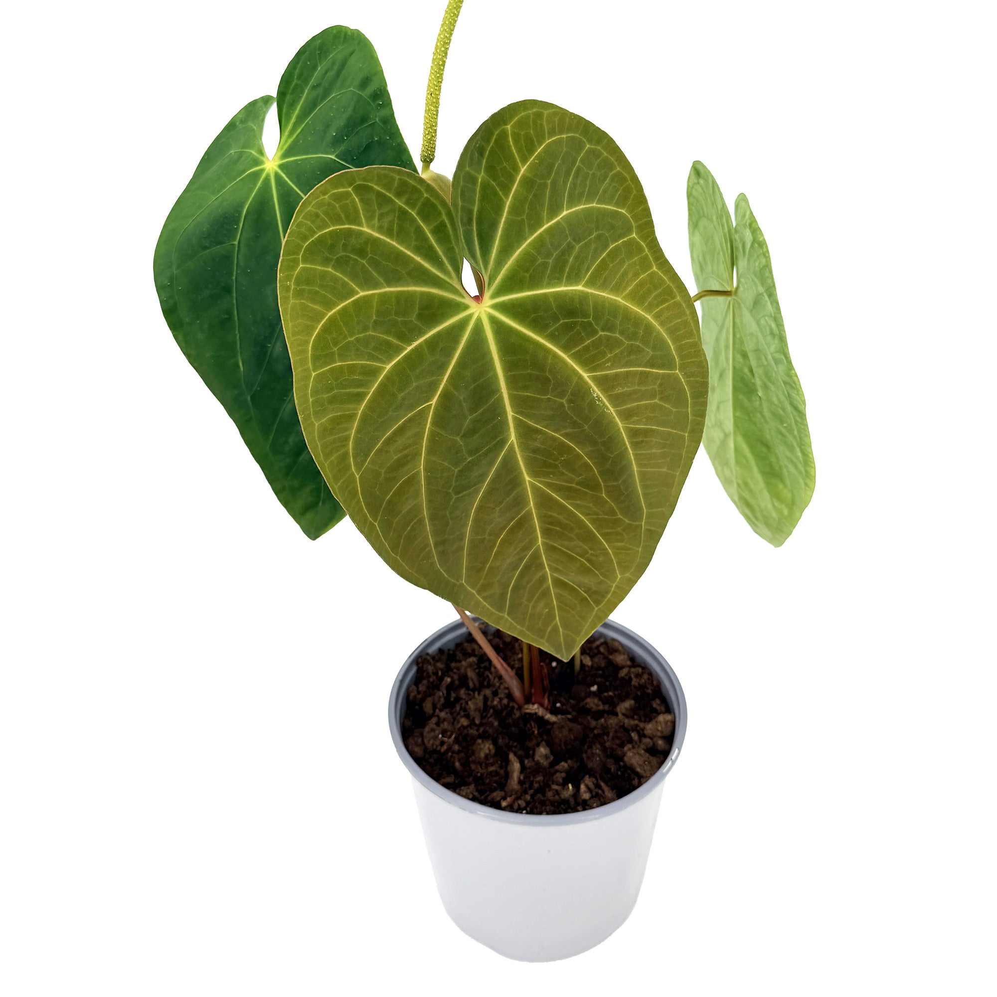 Anthurium 'Dark Phoenix'