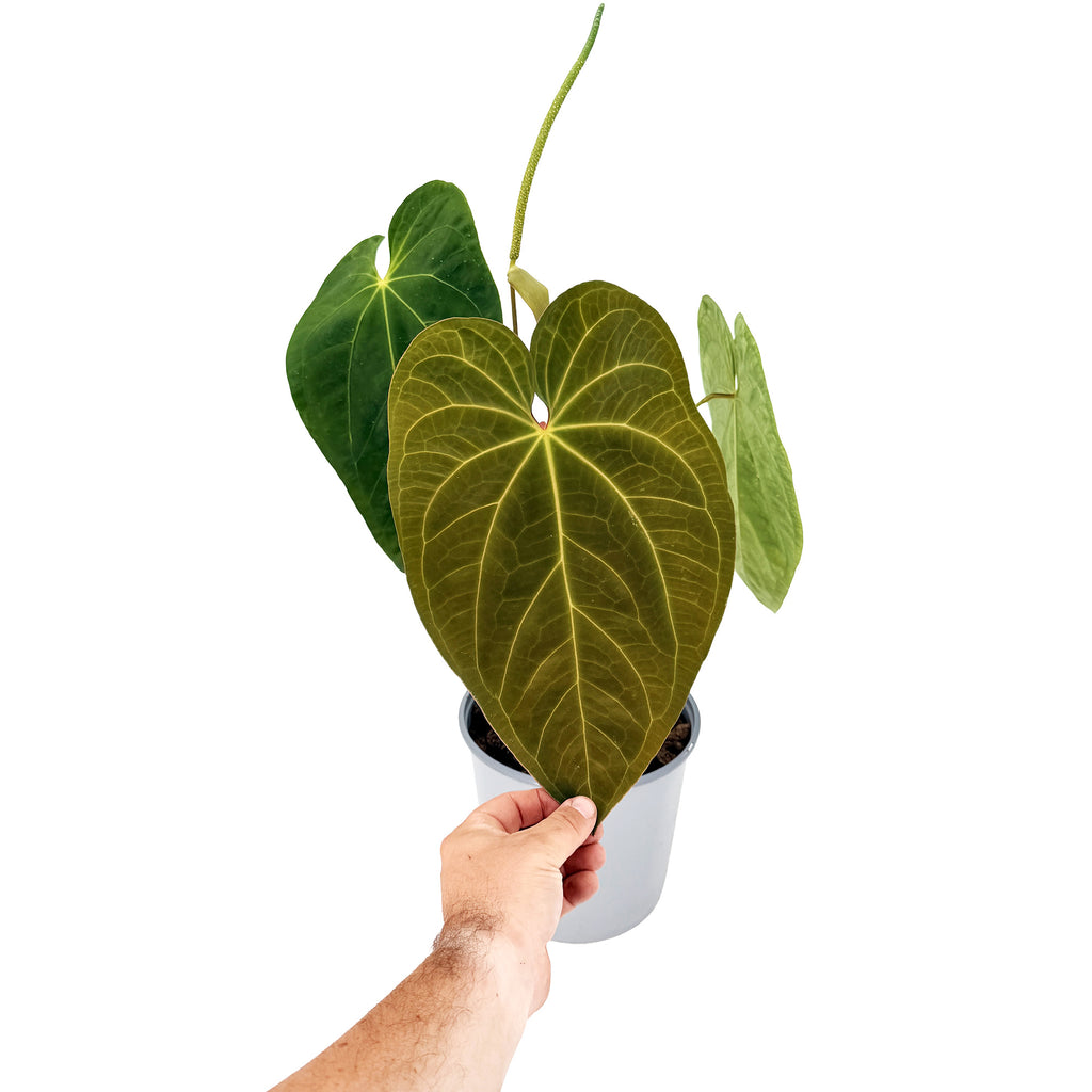 Anthurium 'Dark Phoenix'