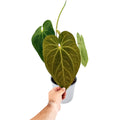 Anthurium 'Dark Phoenix'