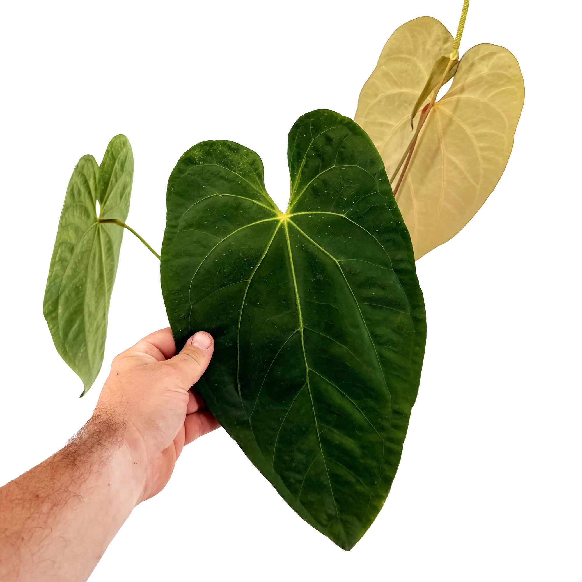 Anthurium 'Dark Phoenix'