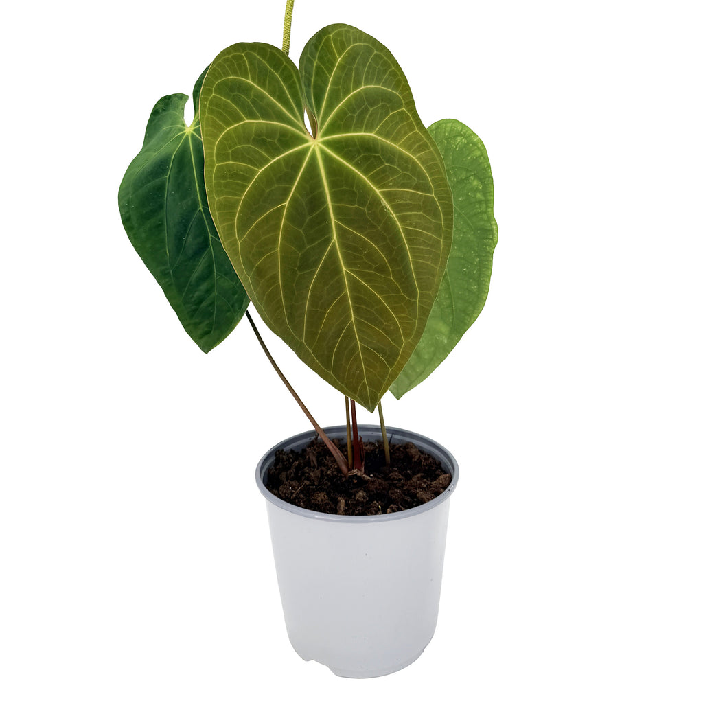 Anthurium 'Dark Phoenix'