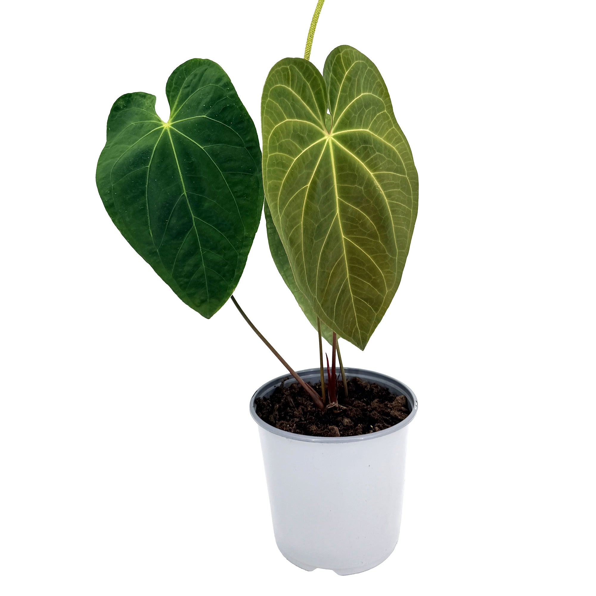 Anthurium 'Dark Phoenix'