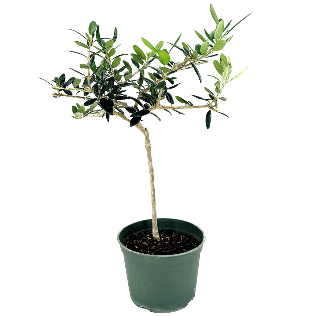 Olea europa 'Olive Tree'