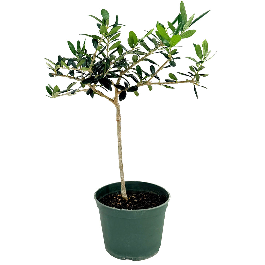 Olea europa 'Olive Tree'
