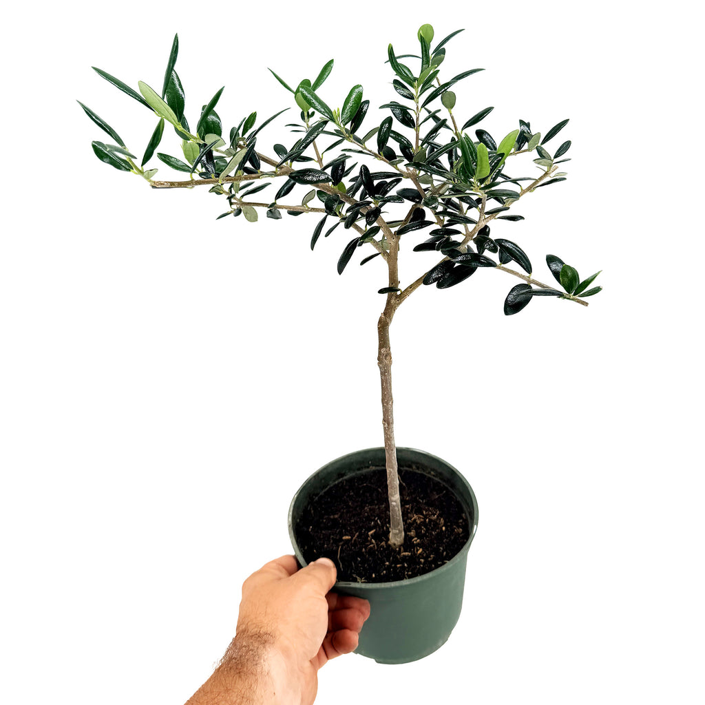 Olea europa 'Olive Tree'