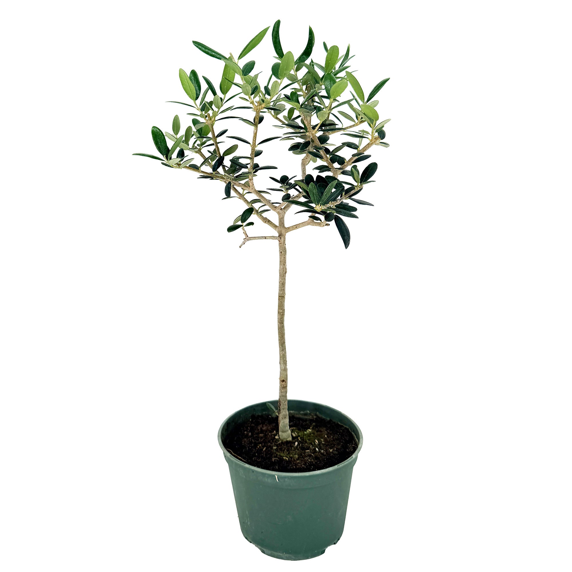 Olea europa 'Olive Tree'