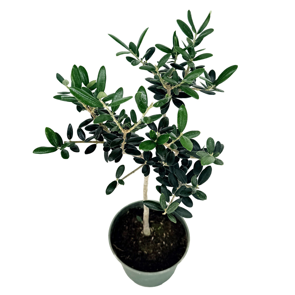 Olea europa 'Olive Tree'