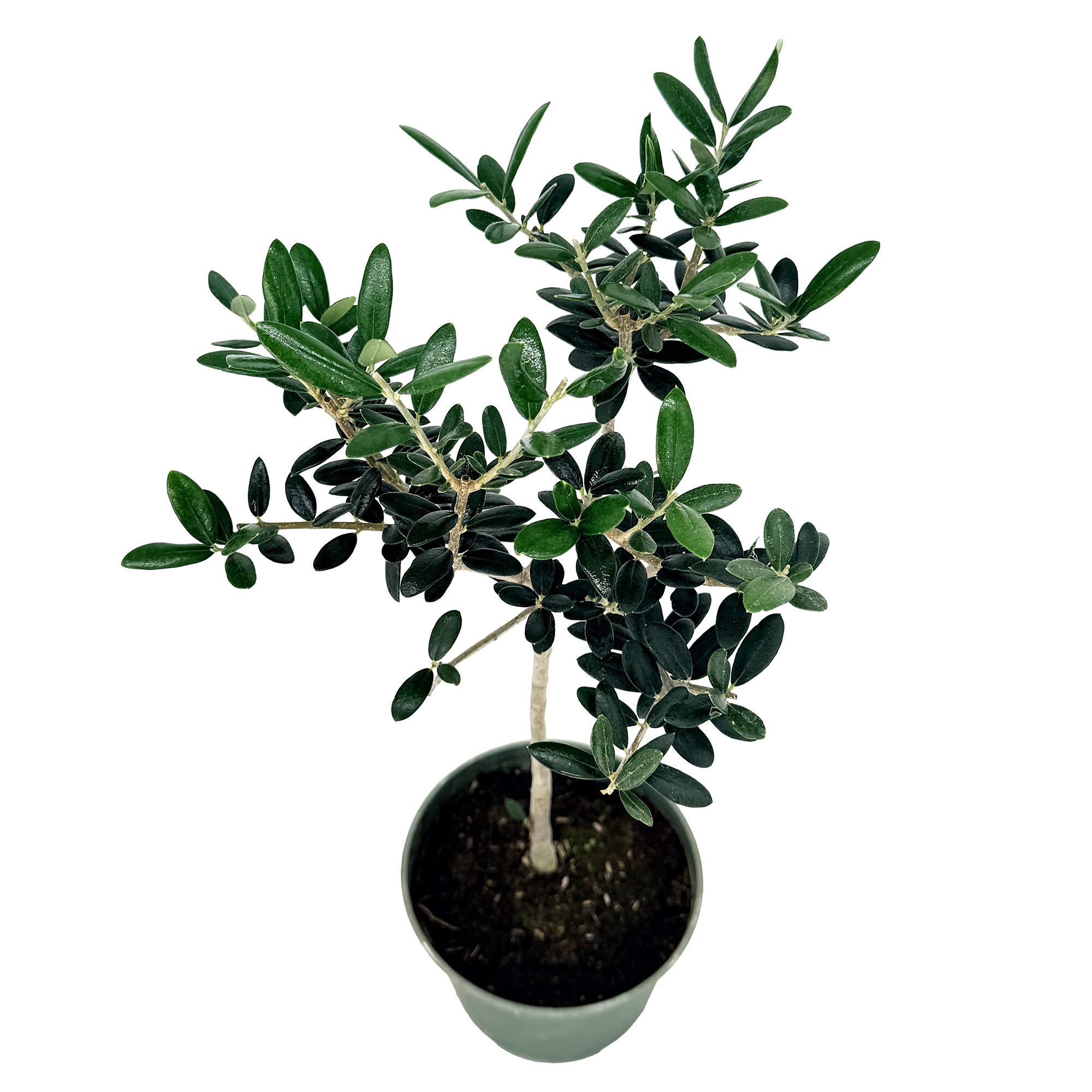 Olea europa 'Olive Tree'