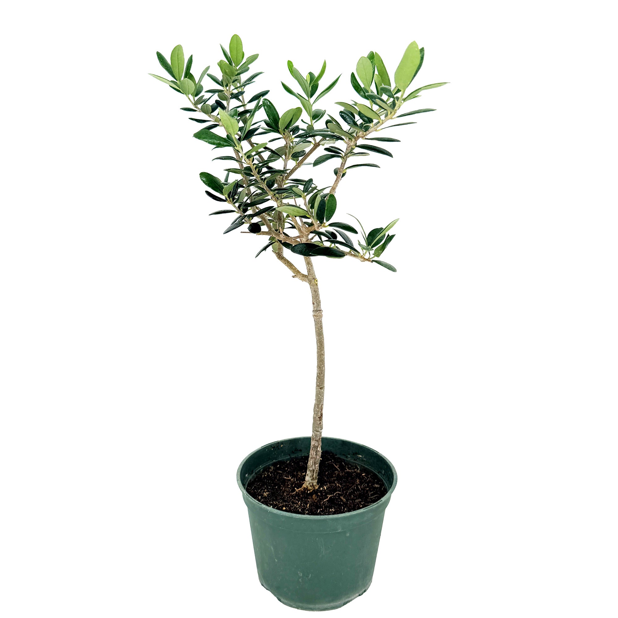 Olea europa 'Olive Tree'