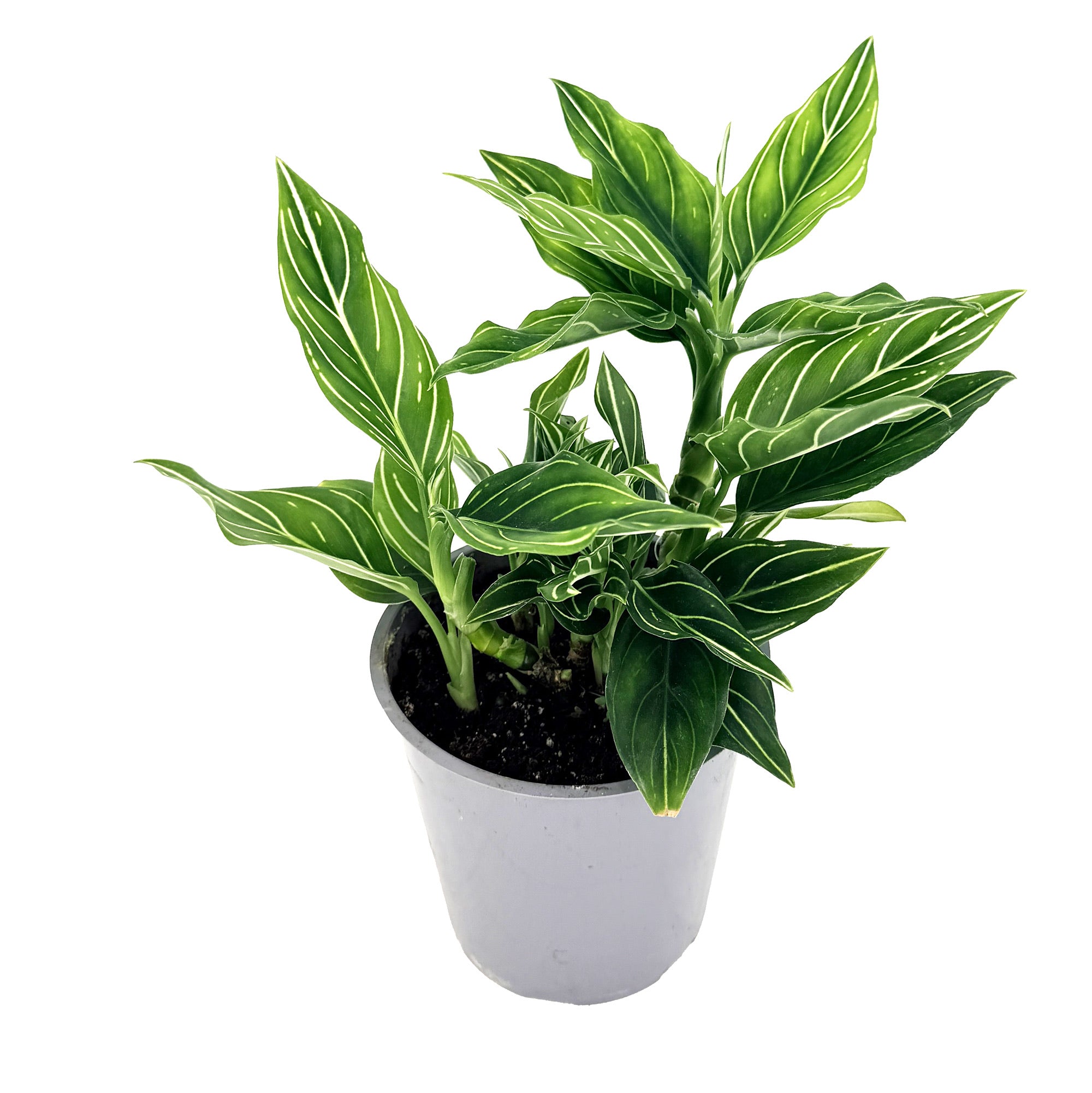 Aglaonema 'White Vein'