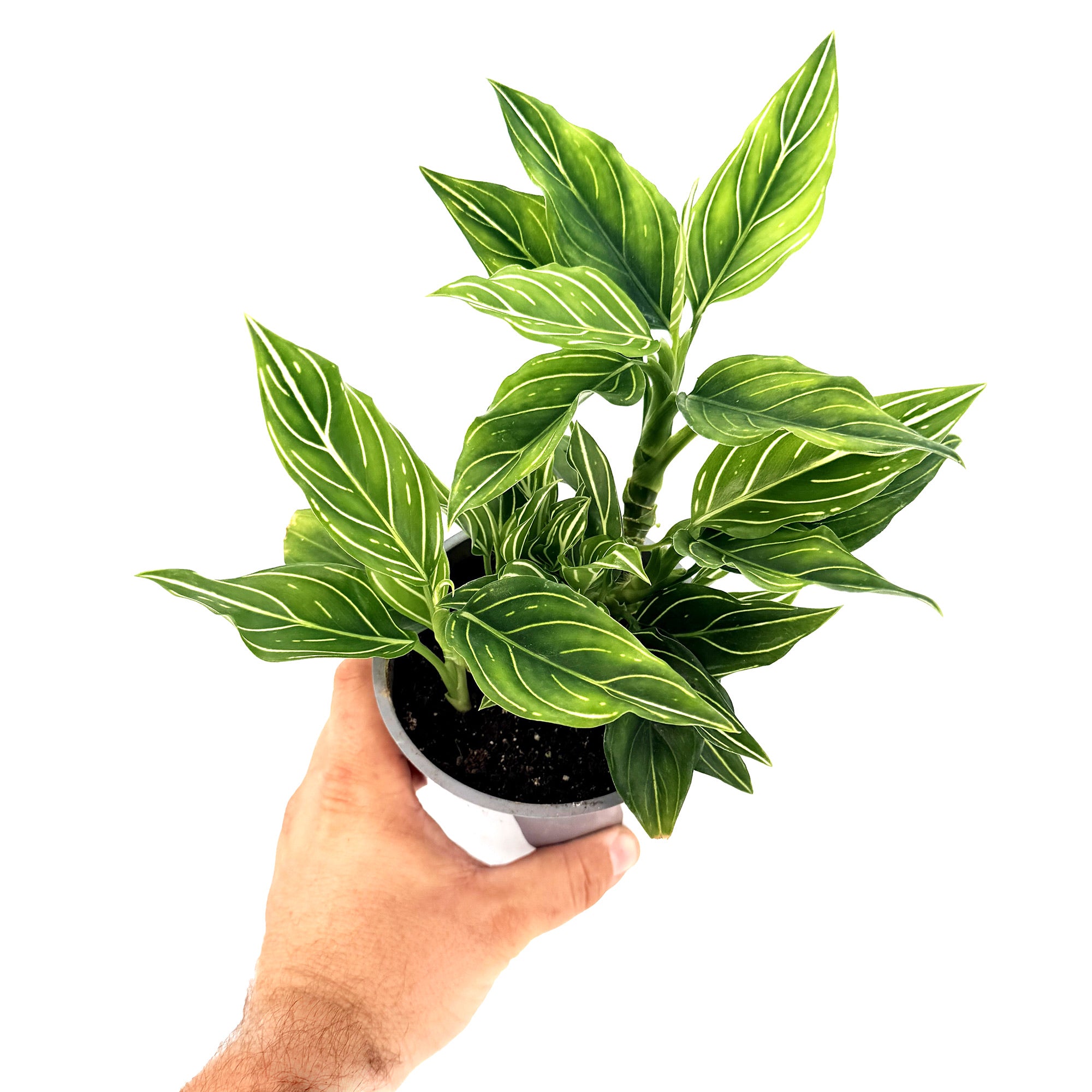 Aglaonema 'White Vein'