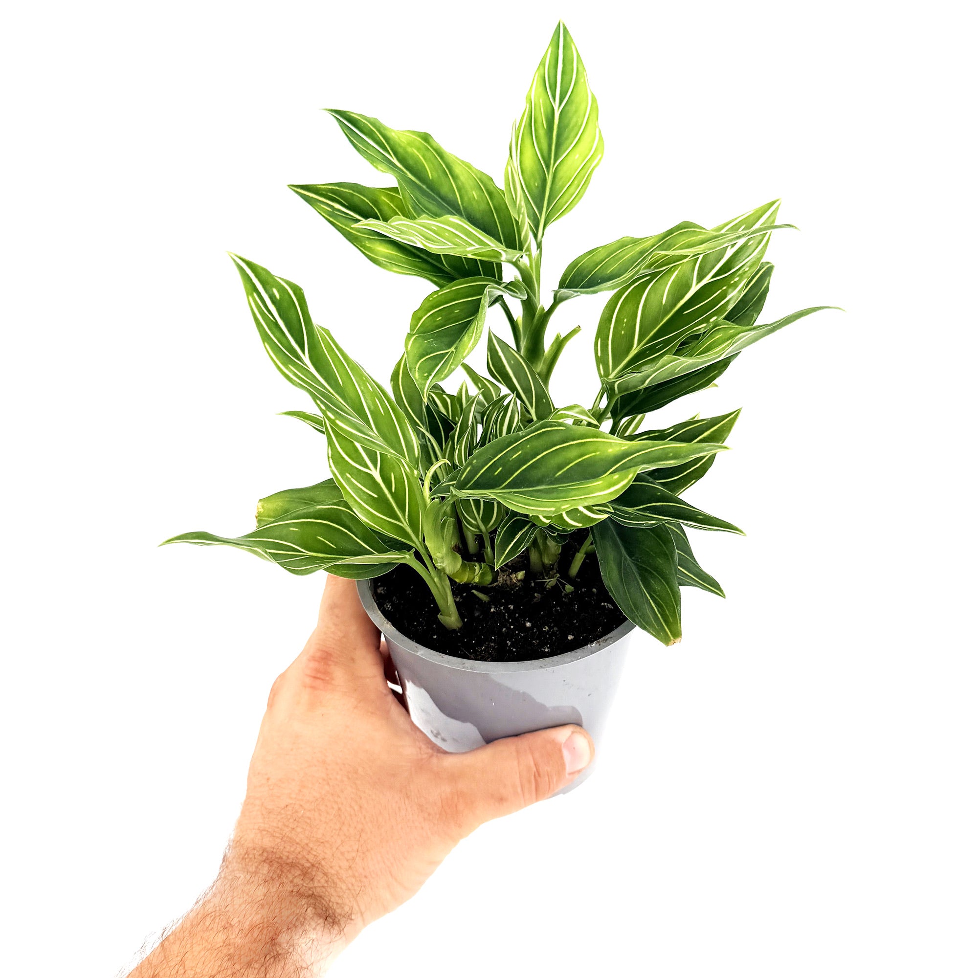 Aglaonema – SarahCotta Plants