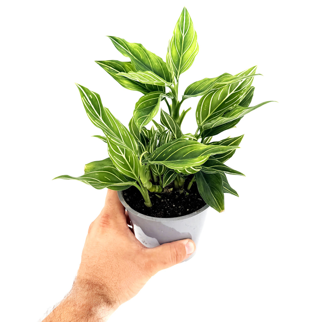 Aglaonema 'White Vein'