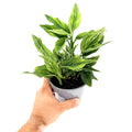 Aglaonema 'White Vein'