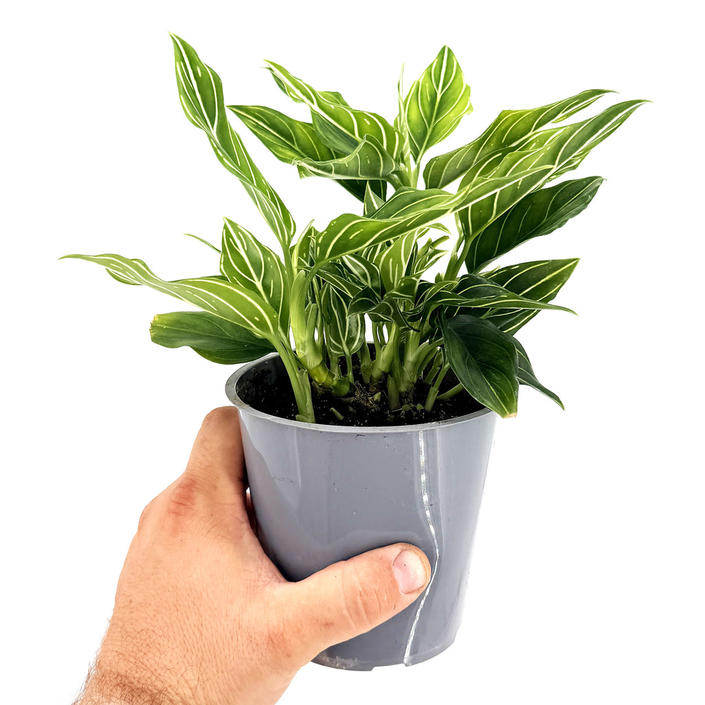 Aglaonema 'White Vein'