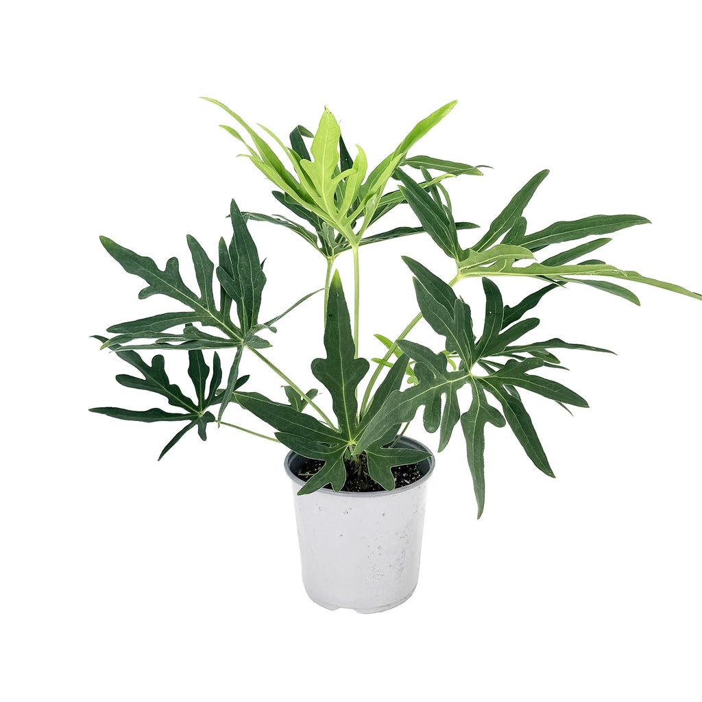 Anthurium podophyllum