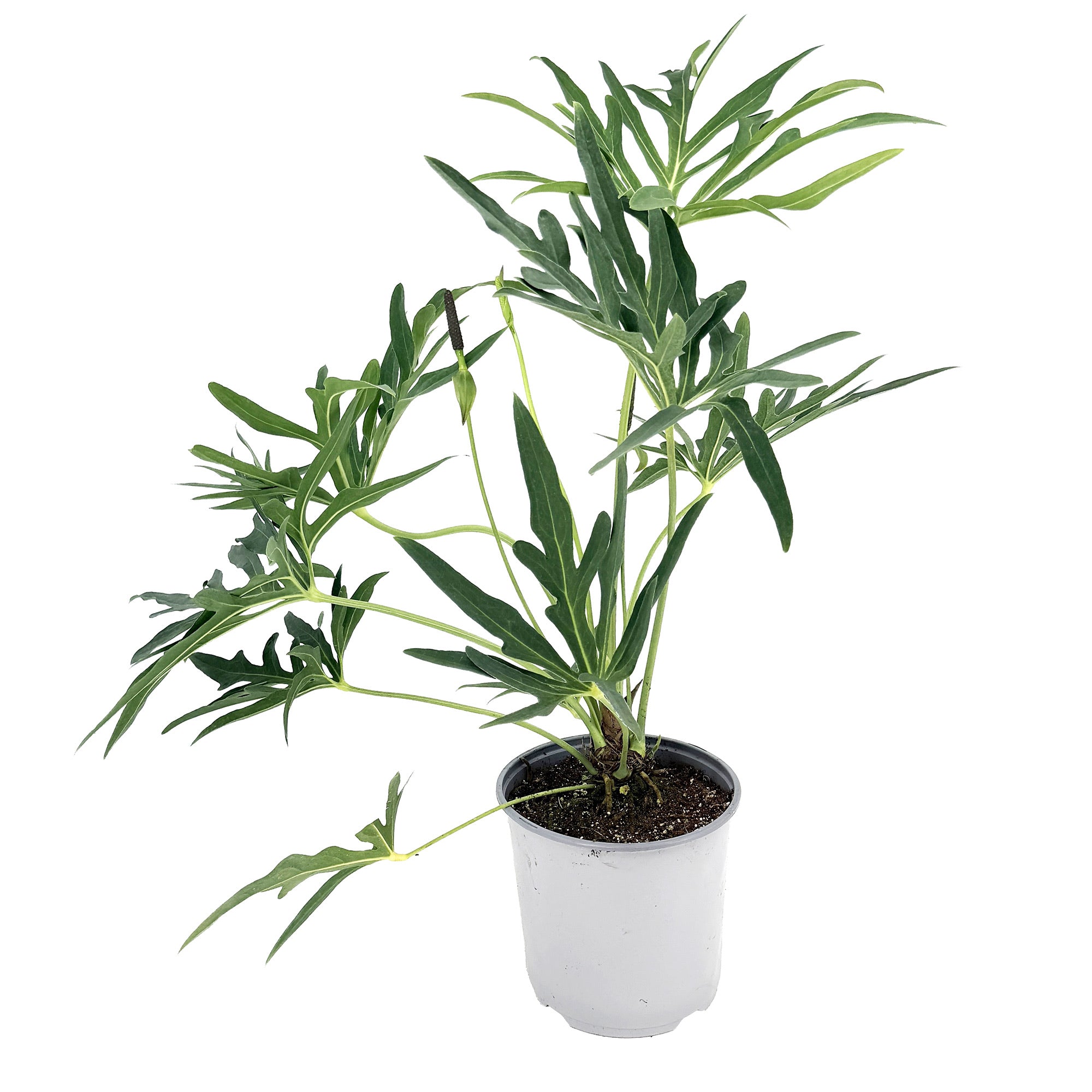 anthurium podophyllum care Anthurium podophyllum – SarahCotta Plants