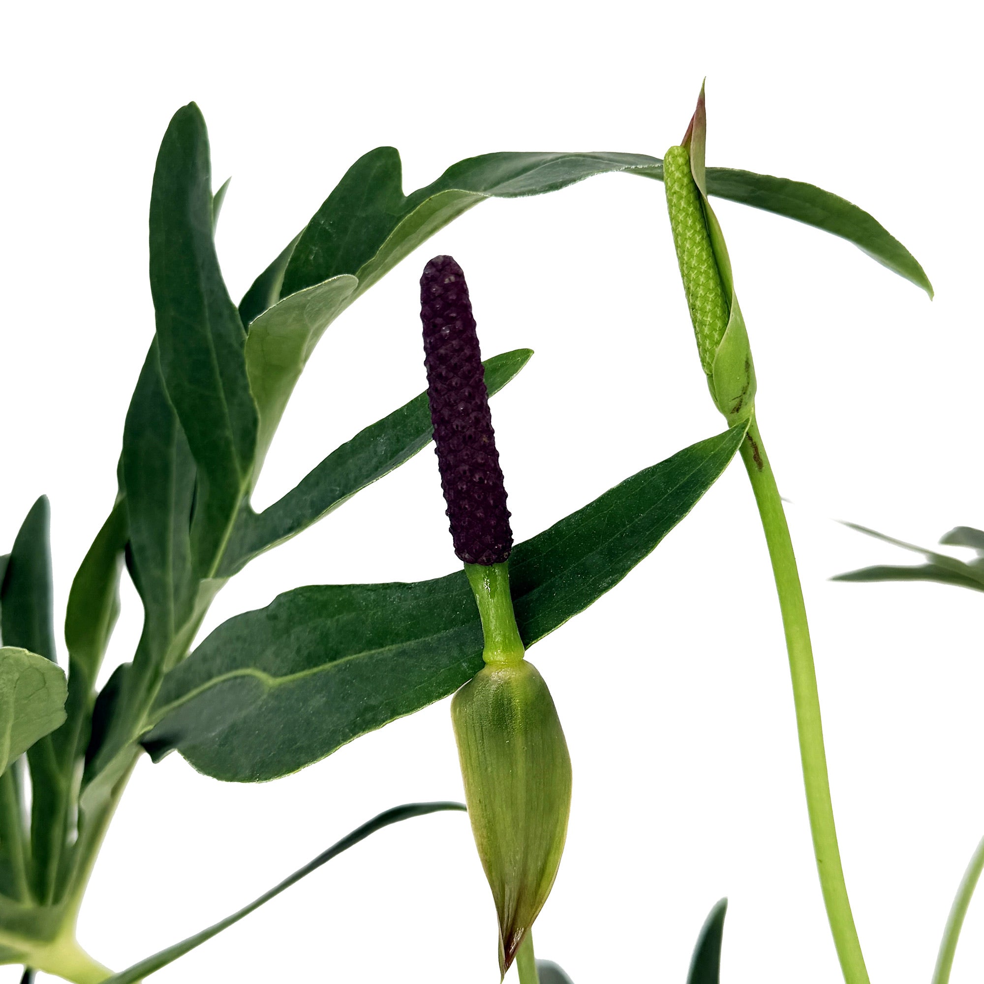 Anthurium podophyllum