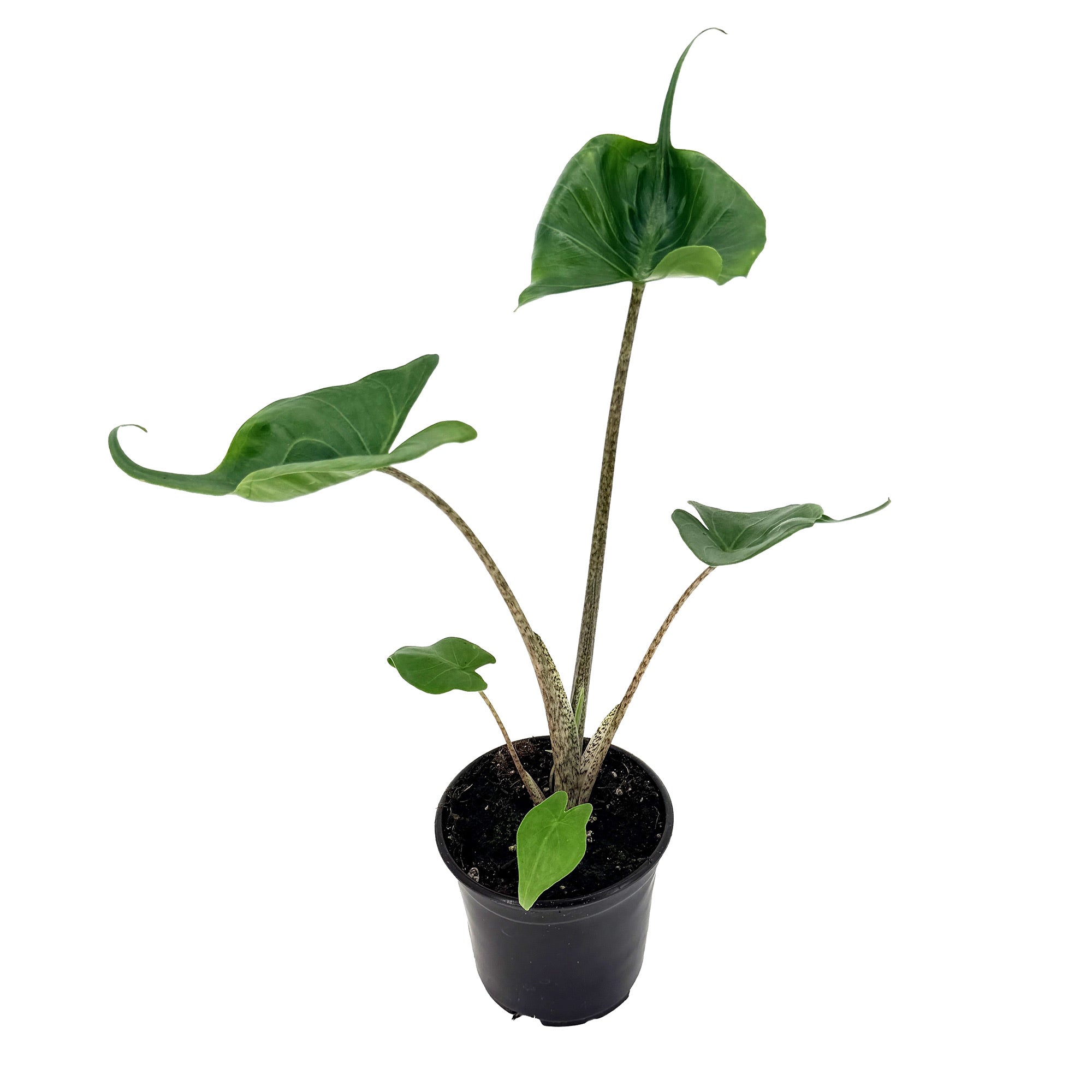 Alocasia macrorrhizos 'Stingray'