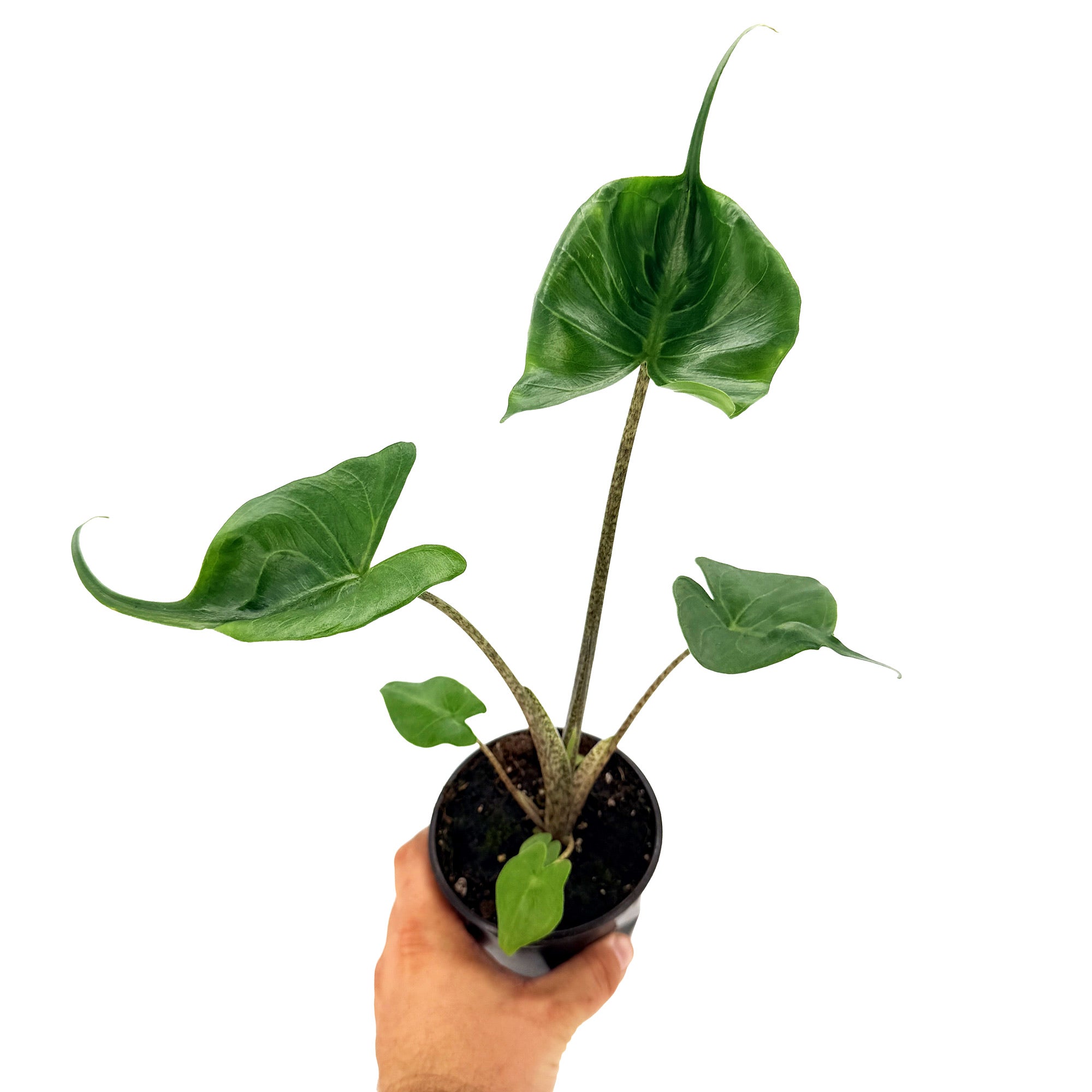 Alocasia macrorrhizos 'Stingray'