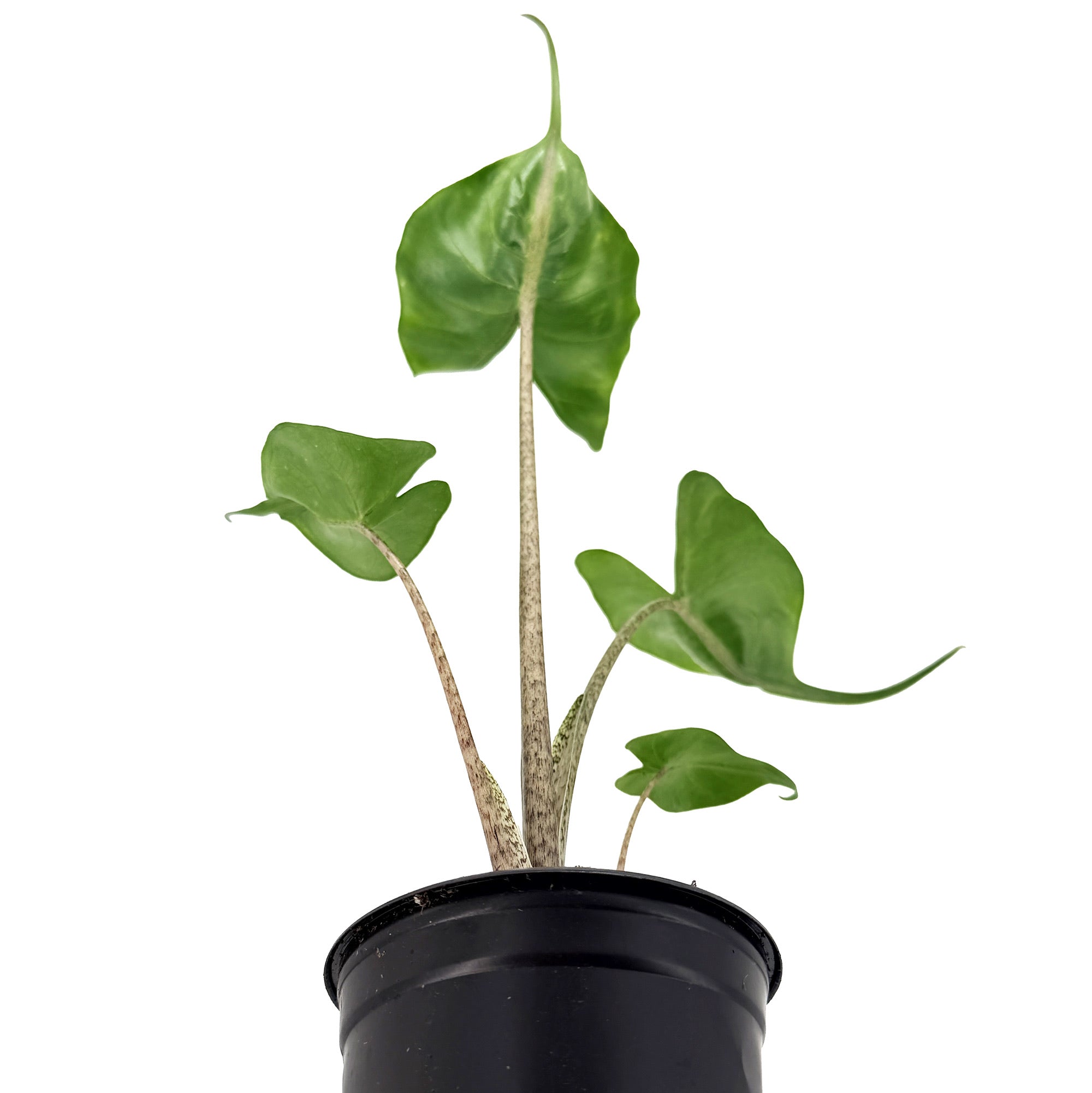 Alocasia macrorrhizos 'Stingray'