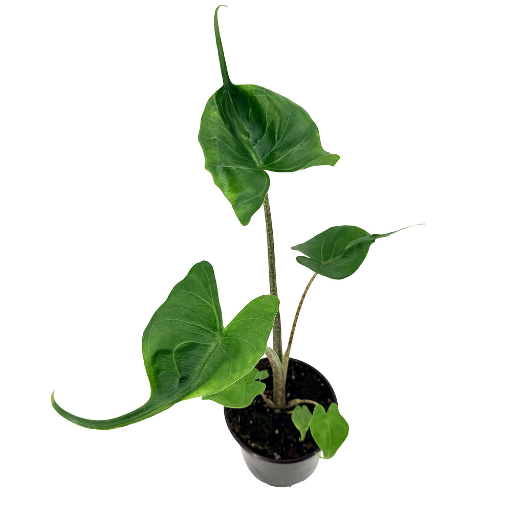Alocasia macrorrhizos 'Stingray'