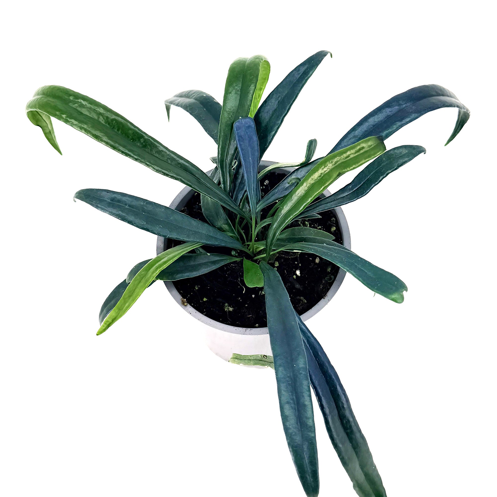 Microsorum thailandicum 'Blue Oil Fern'