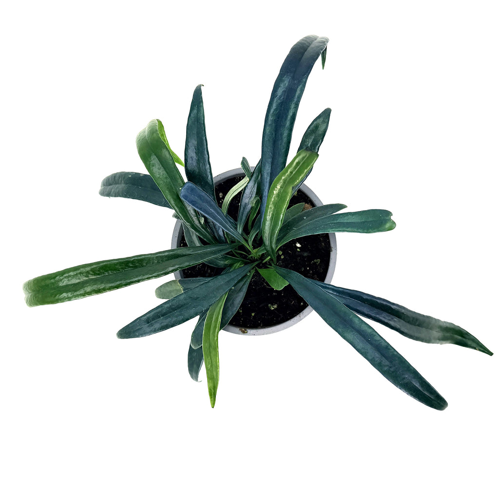 Microsorum thailandicum 'Blue Oil Fern'