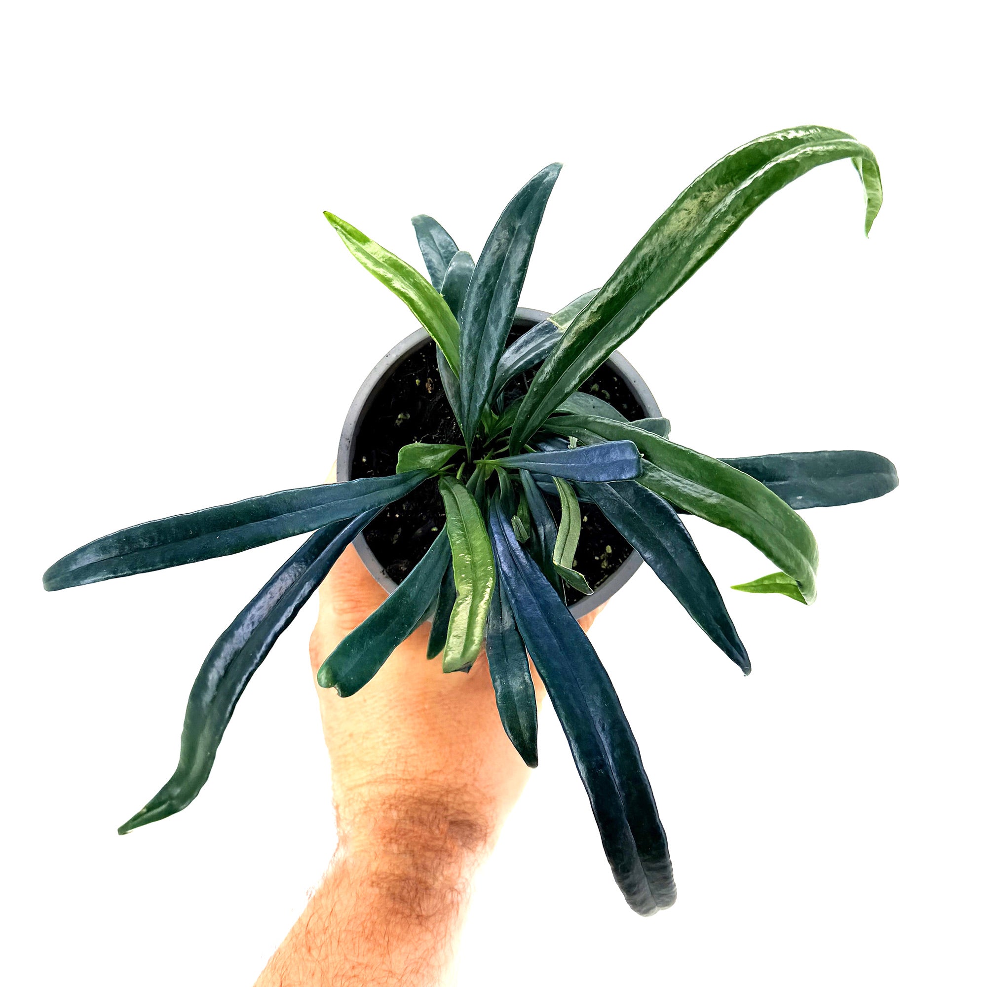 Microsorum thailandicum 'Blue Oil Fern'