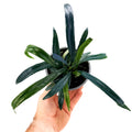 Microsorum thailandicum 'Blue Oil Fern'